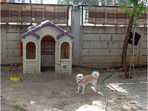 2 yaşında dişi köpeğimiz yuvasını arıyor