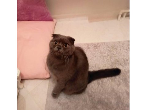 Scottish fold dişi