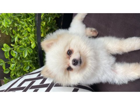 9 aylık pomeranian boo tuvalet eğitimi var aşıları tam