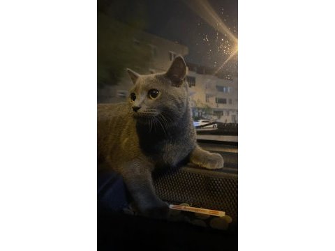 British shorthair kedisi