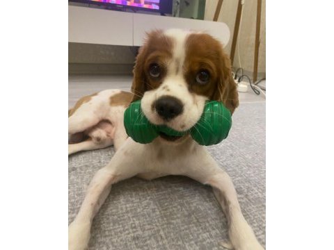 Arkadaş canlısı cavalier king charles