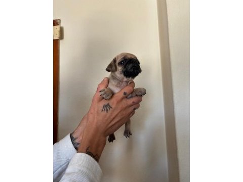 Pink taşıyıcı pug köpekler