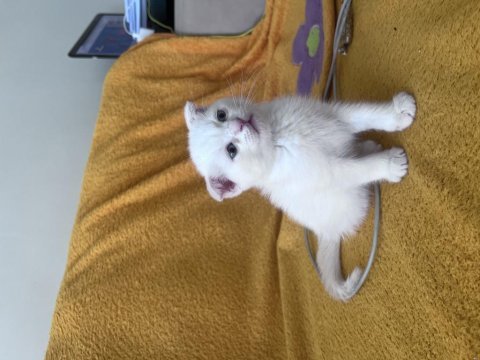 Scottish fold colorpoint