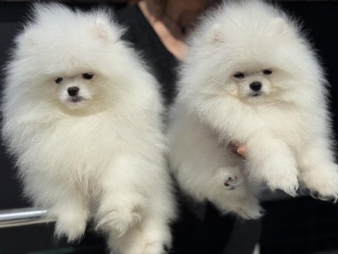 Ankarada ziyarete açık pomeranian yavrularımız