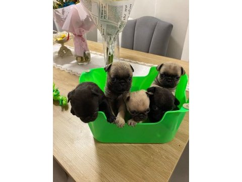 Pink babadan pug mops yavrular