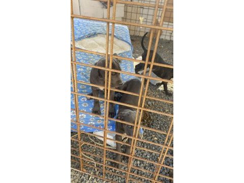 Cane corso blue bebekler