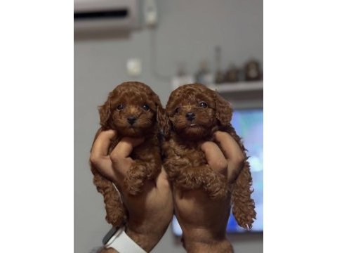 Show kalite miniboy poodle