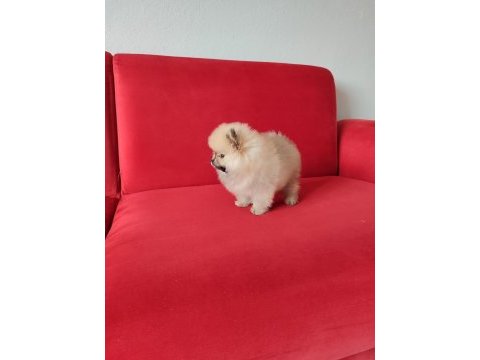 Pomeranian teddy erkek