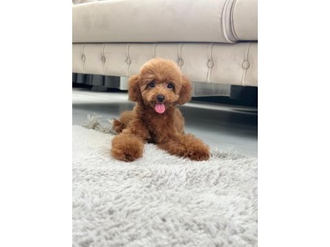 Dişi toy poodle 5 aylık