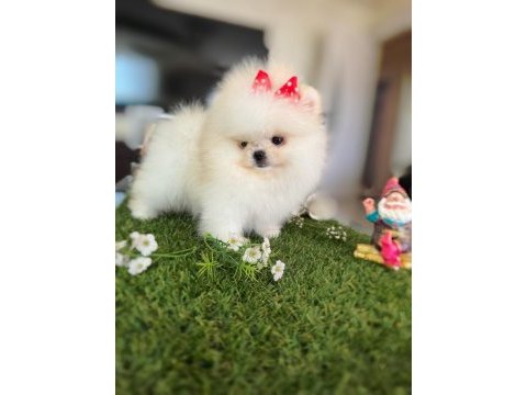 Mini boy dişi kore kan pomeranian