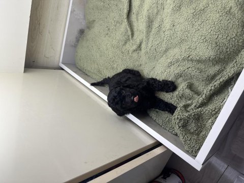 Orijinal toy poodle yavrular
