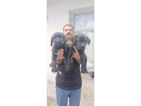Show kalitede cane corso yavrular fcı/kıf a şecere