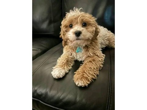A+ kalite sevimli maltipoo bebekler