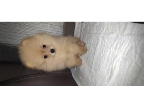 Bu pomeranian bal kız yuva arıyor
