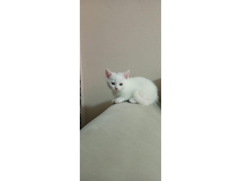 2 aylık british shorthair
