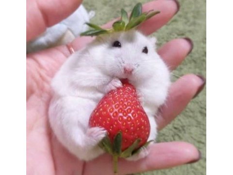 Gonzales hamster yavrular ve tüm malzemeleri adrese teslim