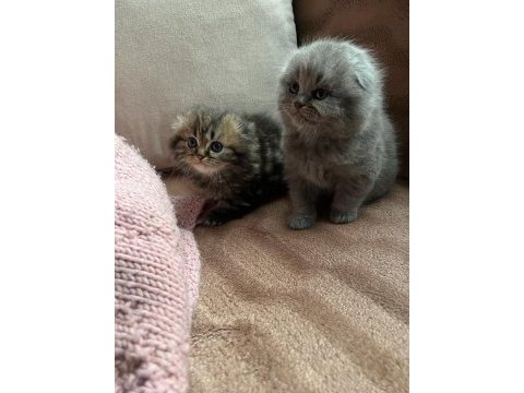 Chinchilla 4 erkek ve 4 dişi