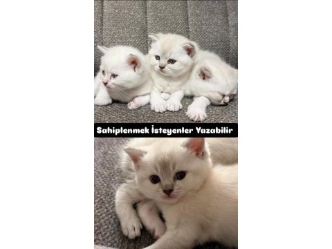 Güzeller güzeli yavru kedilerimiz yeni yuvalarını arıyor