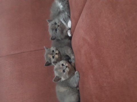 42 günlük british shorthair yavrularımız