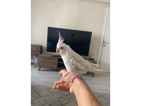 Konuşan tarçın full evcil fallow sultan papağanı
