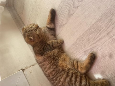 10 aylık dişi scottish fold