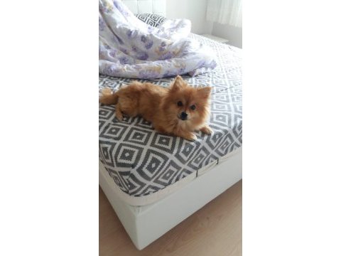 Dişi pomeranian