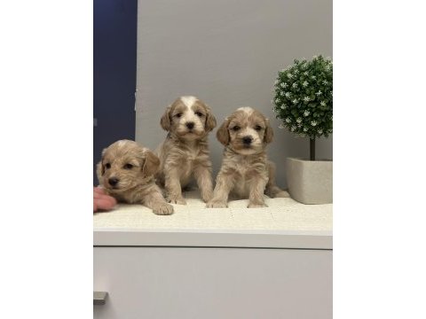 Maltipoo yavrularmız