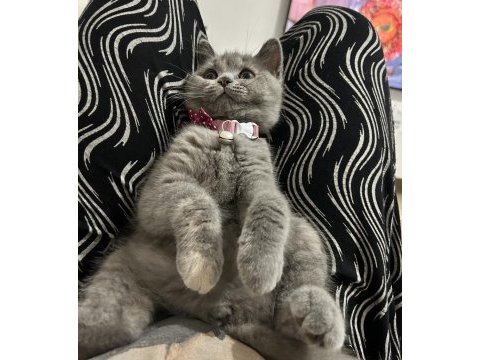 4 aylık dişi british shorthair