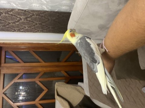 Evcil sultan papağanı