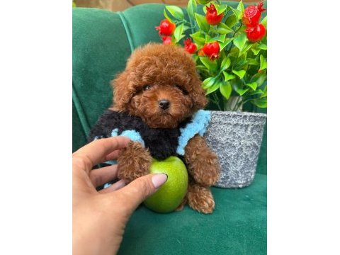 Red toy poodle yavrularımız