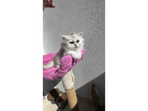 Scottish fold ve straight bebeklerim 65 günlük oldular