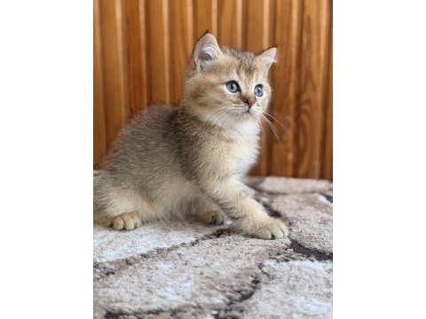 Golden british shorthair yavrular