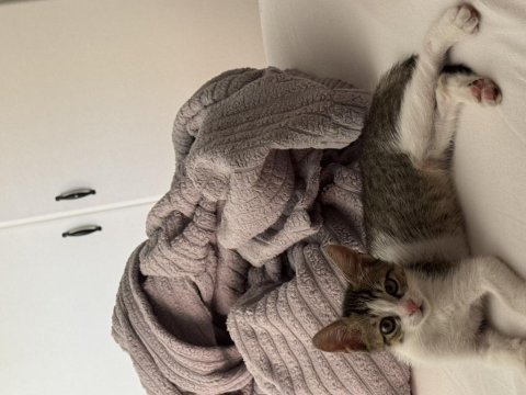 Oyuncu ve sevimli yavru kedi