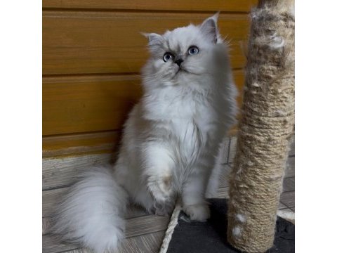 Güzel british longhair prenses kızımız