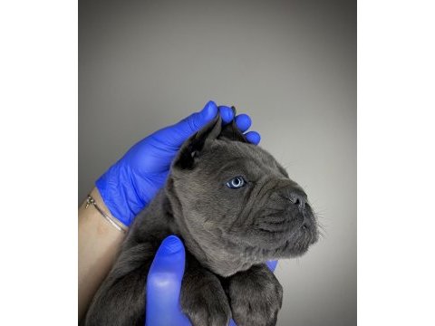 Cane corso yavru denizli
