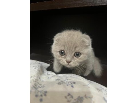 7 adet scottish fold yavrusu