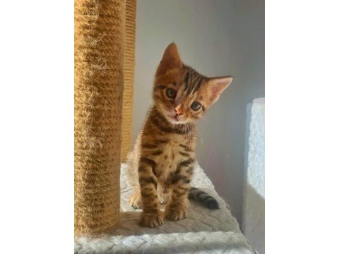 Erkek bengal kedisi yavru