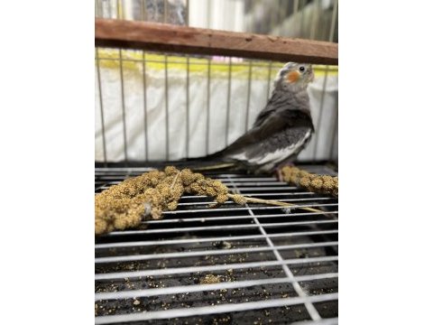 Yeni yeme düşmüş bebek sultan papağanları sakarya