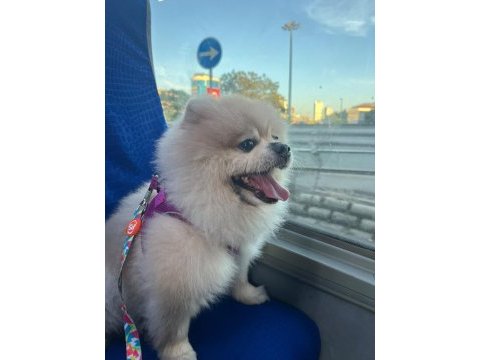 Pomeranian boo köpeğimiz