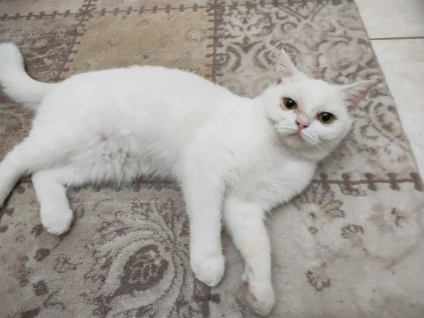 İnanılmaz huyda güzeller güzeli dişi british shorthair