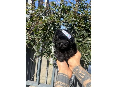 Korean siyah poodle yavru köpeklerimiz
