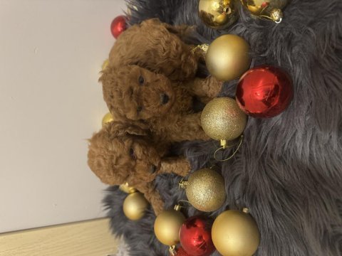 Orijinal toy poodle bebeklerimiz