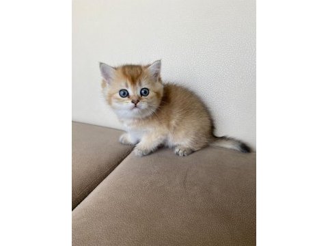 Tatlı mı tatlı british shorthair yavrular