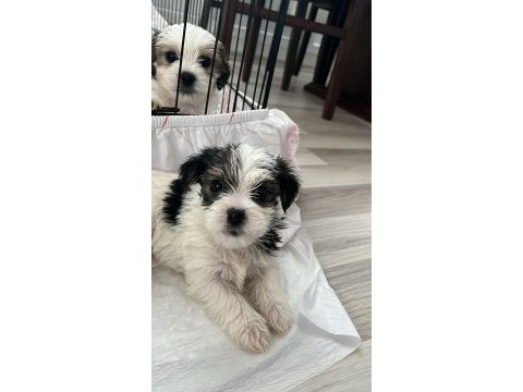 En güzel morkie bebekleri