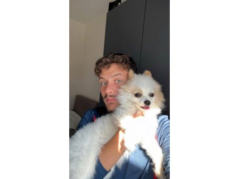 Pomeranian boo