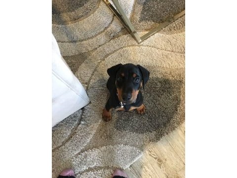 İsteğe özel estetikle doberman