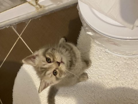 British shorthair yavru