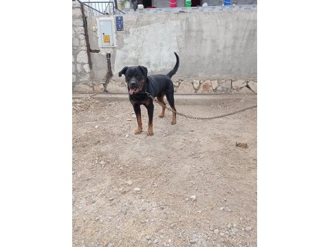 2 yaşında damızlık rottweiler