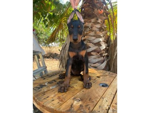 Doberman köpekler acil yeni yuvalarına hazırlar