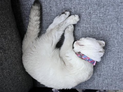 Akıllı uysal scottish fold